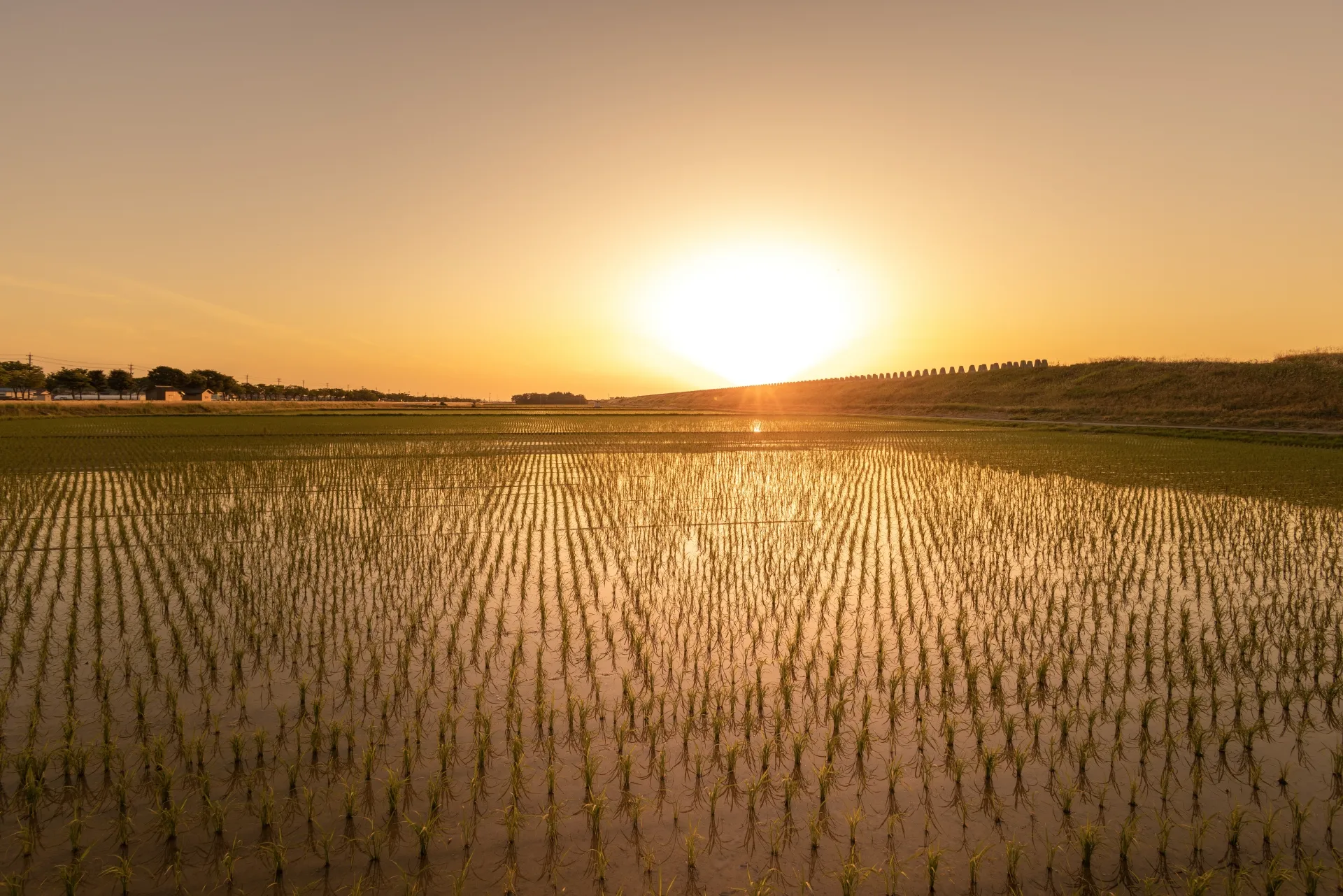 南魚沼の棚田風景
